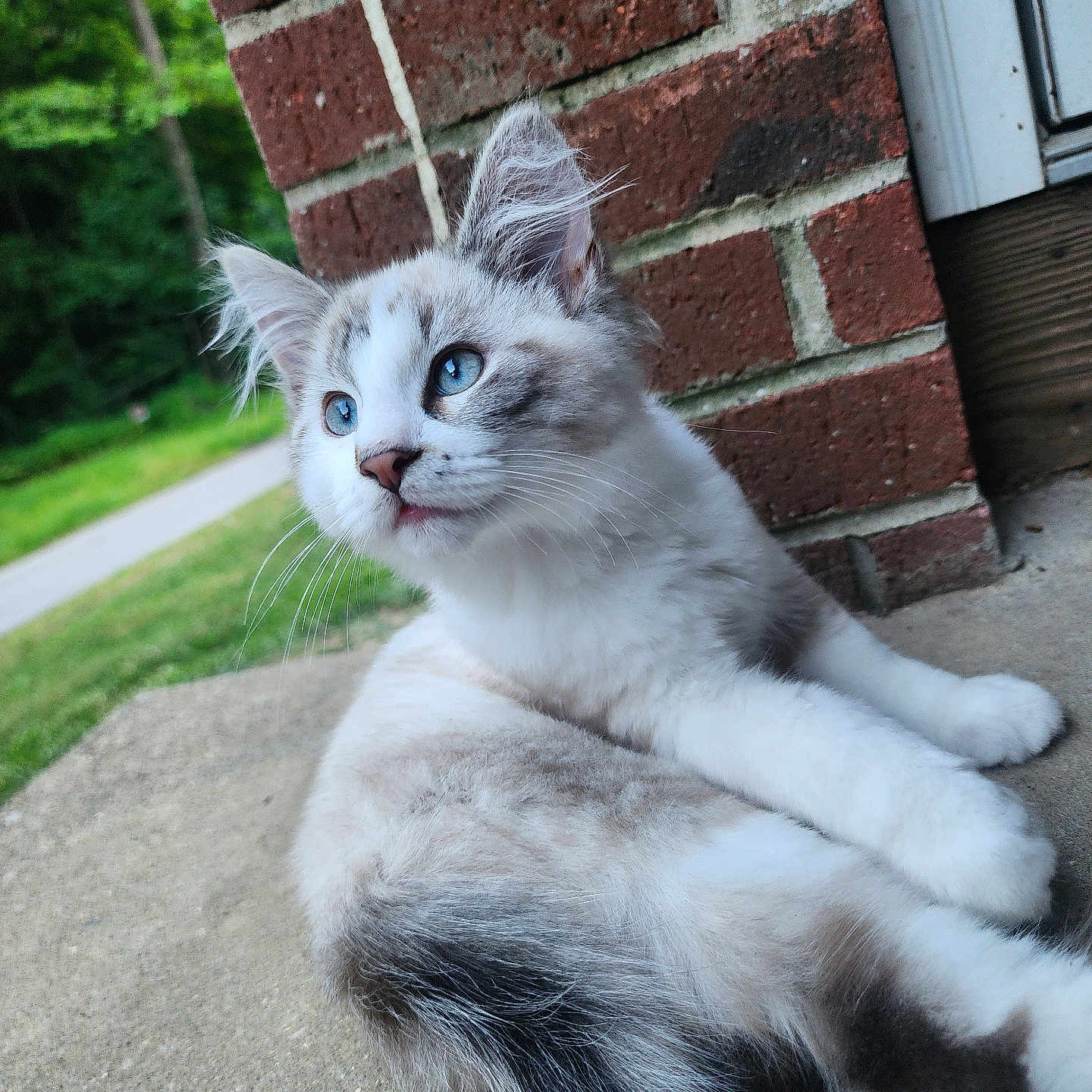 Husk joined the competition — help win amazing prizes! abyssinian, angora, animal, architecture, brick, building, cat, flagstone, grass, kitten, lawn, manx, path, pet, plant, road, siamese, slate, walkway, wall