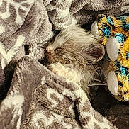 Husk joined the competition — help win amazing prizes! animal, bear, blanket, cat, kitten, pet, quilt