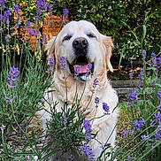 Iggy a rejoint le concours — aidez-le/la à gagner de superbes lots ! dog, golden_retriever, flower, purple_flower, garden, greenery, outdoor, nature, pet, canine, happy, tongue_out, summer, sunlight, plant, bush, leaf, fur, mammal, animal