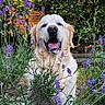 dog, golden_retriever, flower, purple_flower, garden, greenery, outdoor, nature, pet, canine, happy, tongue_out, summer, sunlight, plant, bush, leaf, fur, mammal, animal