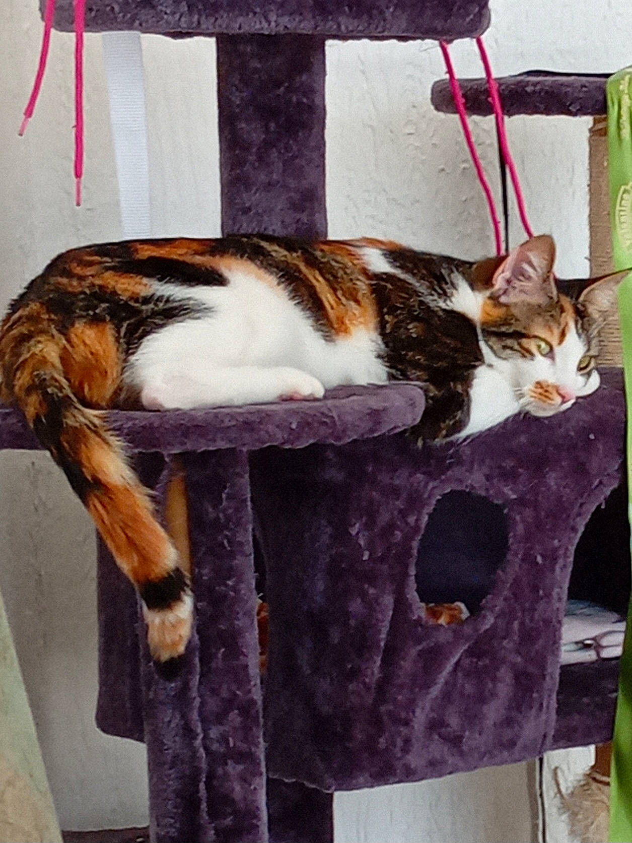 Ruby participe au concours pour gagner de l'argent avec cette photo : art, carnivore, cat, cat_supply, chair, comfort, domestic_short_haired_cat, felidae, fur, hardwood, natural_material, pet_supply, plant, room, sitting, small_to_medium_sized_cats, tail, terrestrial_animal, whiskers, wood