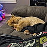 animal, arcade_machine, casual, cat, christmas_tree, couch, cozy, decorations, drink, furniture, hand, home, indoor, orange_cat, pet, relaxing, sleeping, soft_lighting, stool, window