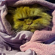 Simba joined the competition — help win amazing prizes! animal, blanket, cat, comfort, cozy, cute, domestic_cat, face, fluffy, fur, indoor, mammal, orange_cat, pet, pink_blanket, relaxed, resting, sleepy, soft_texture, wrapped