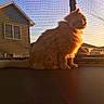 animal, backlit, cat, domestic_cat, feline, fluffy, golden_hour, house, nature, orange_cat, outdoor, peaceful, pet, quiet, side_view, silhouette, sitting, sunset, trampoline, window_screen