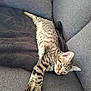 animal, blanket, cat, comfort, couch, cozy, ears, feline, fur, home, indoor, paw, pet, relaxing, resting, sleepy, sofa, striped, tabby, whiskers