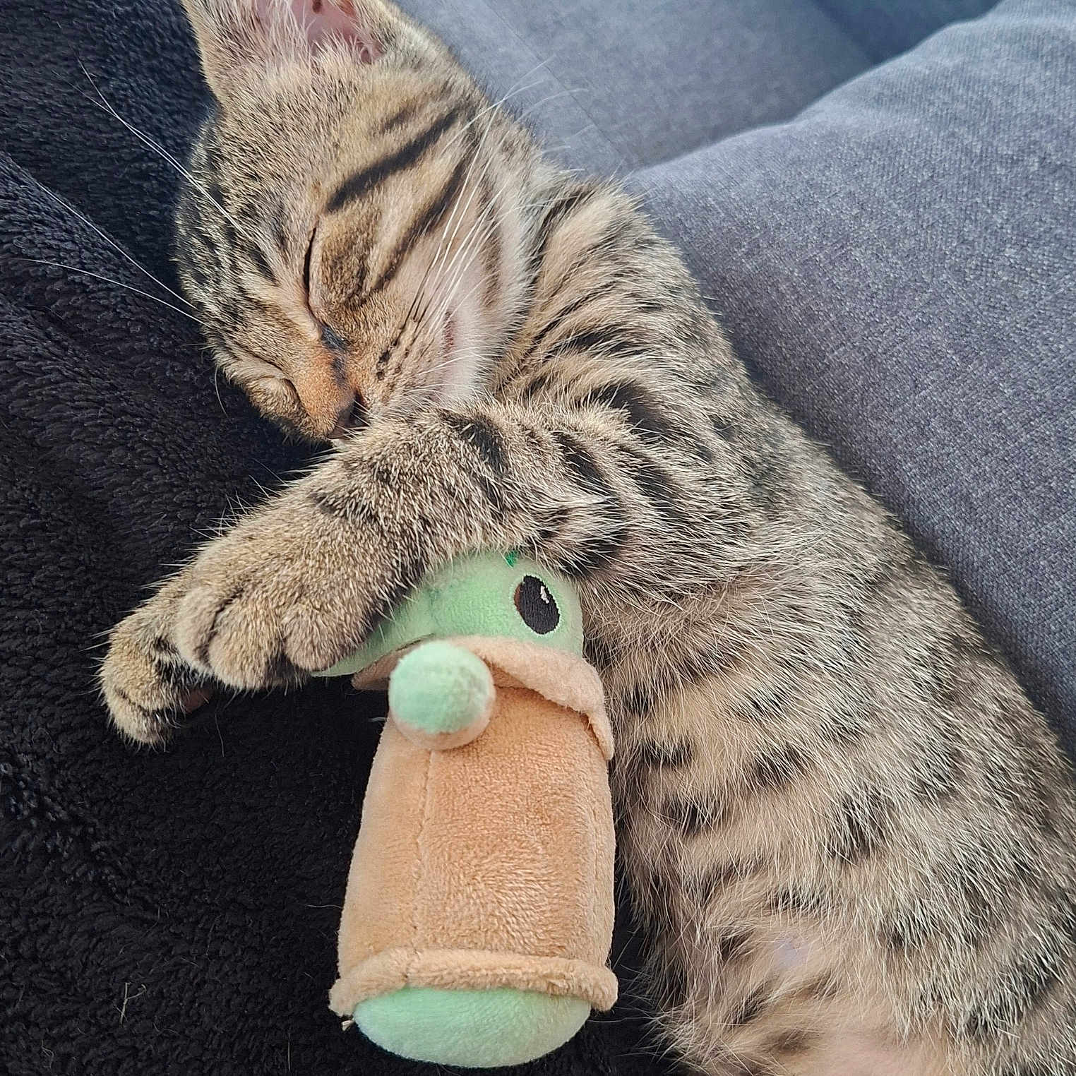 Aïko participe au concours pour gagner de l'argent avec cette photo : cat, closed_eyes, cozy, cuddling, cute, domestic_animal, feline, fur, indoor, kitten, nap, paw, pet, plush_toy, resting, sleeping, soft, tabby, toy, whiskers