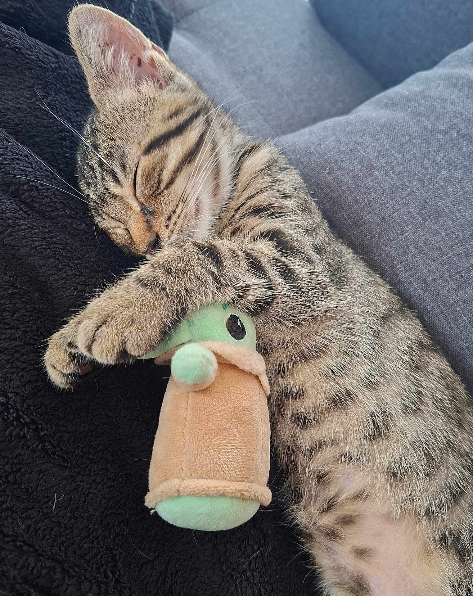Aïko participe au concours pour gagner de l'argent avec cette photo : kitten, sleeping, tabby, cat, plush_toy, cuddling, soft, cozy, fur, whiskers, closed_eyes, paw, pet, domestic_animal, resting, cute, indoor, feline, nap, toy