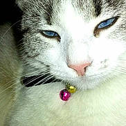Diana participe au concours pour gagner de l'argent avec cette photo :