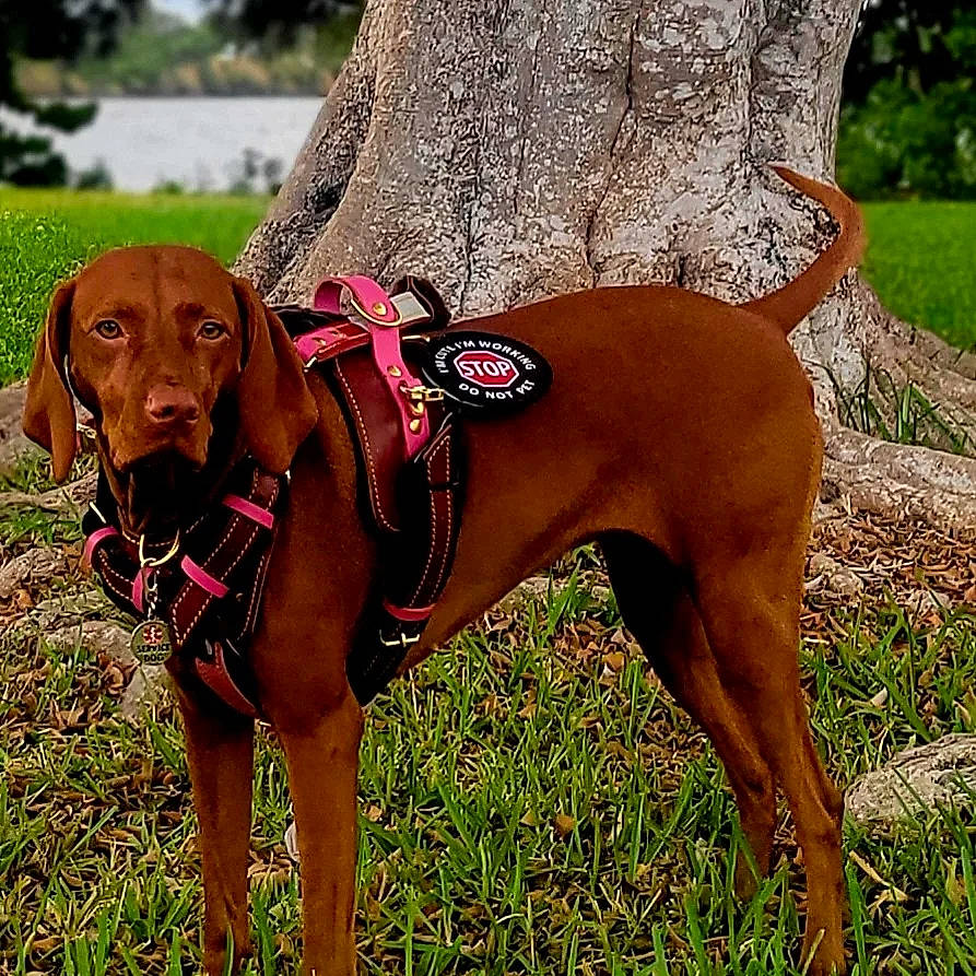 Willow joined the competition — help win amazing prizes! canidae, carnivore, collar, companion_dog, dog, dog_breed, dog_collar, dog_supply, fashion_accessory, fawn, gun_dog, hound, liver, pet_supply, plant, snout, sporting_group, tree, working_animal, working_dog