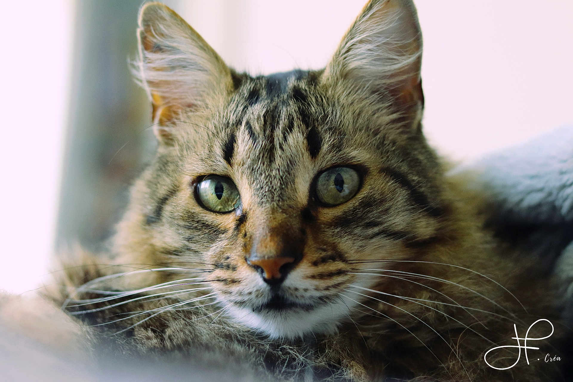 Meko a rejoint le concours — aidez-le/la à gagner de superbes lots ! cat, tabby, close_up, green_eyes, whiskers, fur, pet, animal, portrait, indoor, soft_light, focused, feline, cute, domestic_animal, mammal, face, ears, relaxed, beautiful