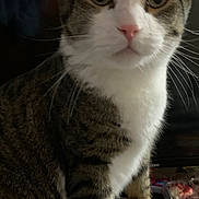 Travel is registered to the contest to win money with this photo: animal, cat, close_up, container, curious, domestic, ears, eyes, face, feline, fur, indoor, looking, paw, pet, sitting, tabby, table, whiskers, white_fur