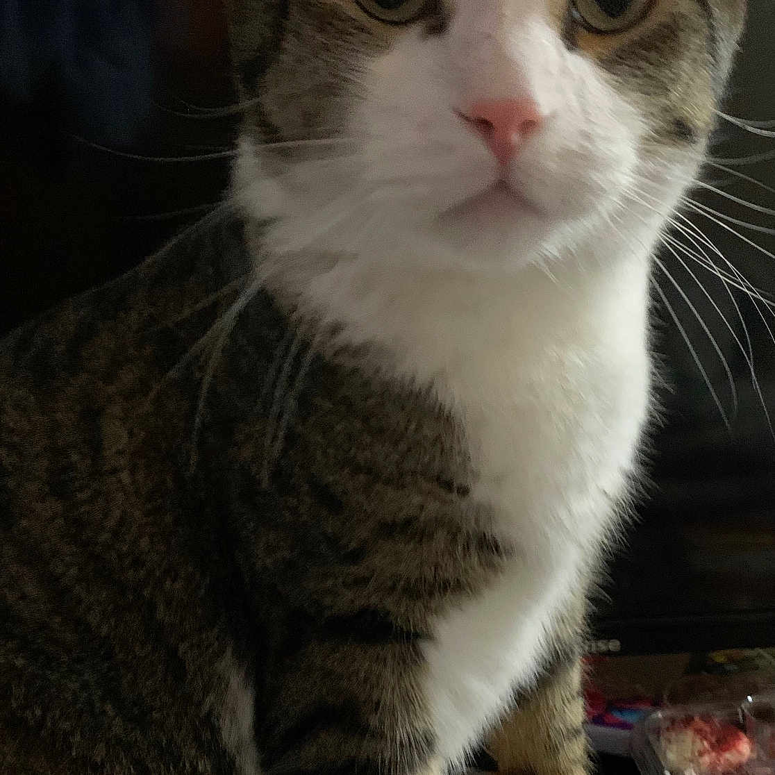 Travel is registered to the contest to win money with this photo: animal, cat, close_up, container, curious, domestic, ears, eyes, face, feline, fur, indoor, looking, paw, pet, sitting, tabby, table, whiskers, white_fur