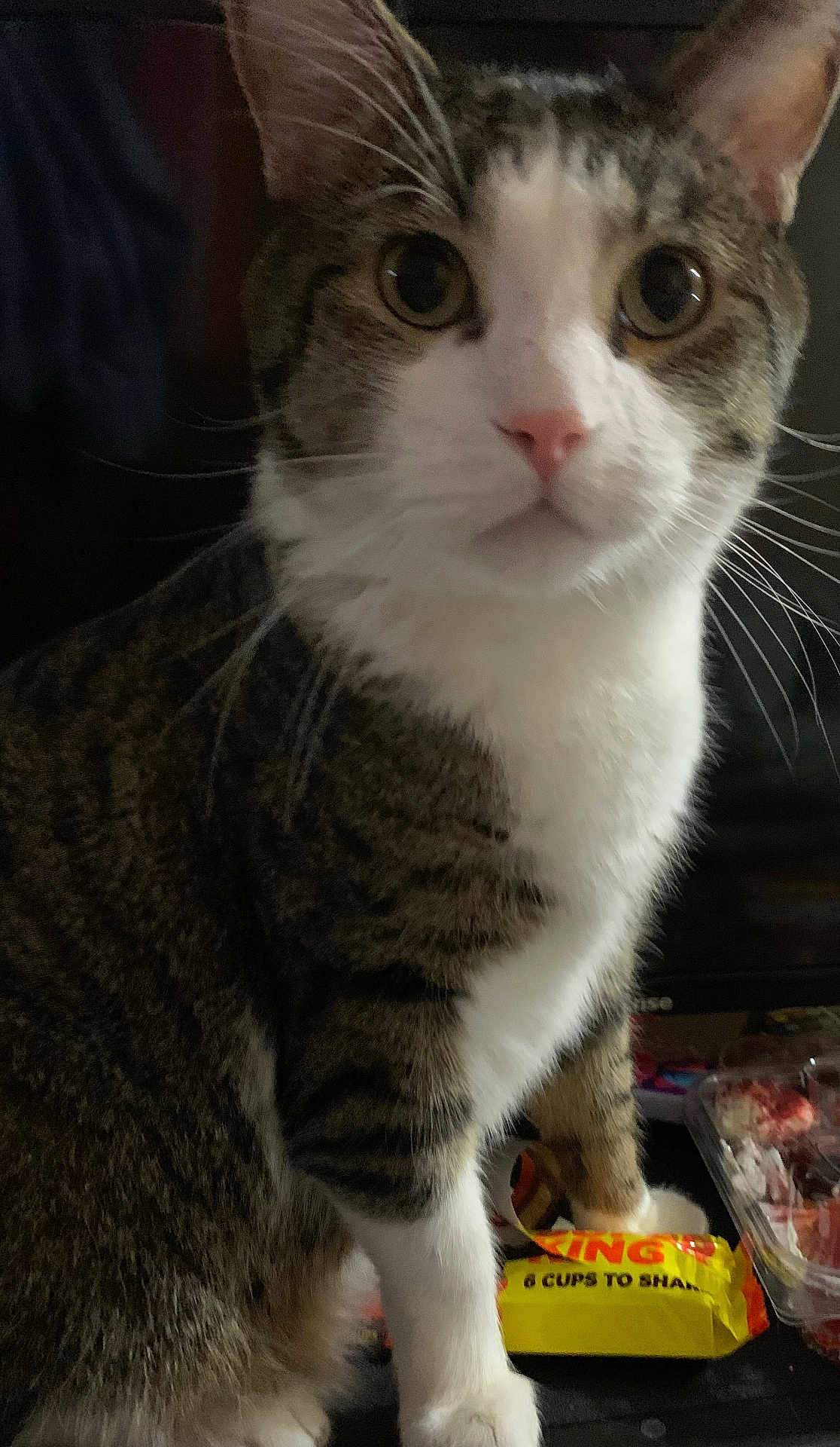 Travel is registered to the contest to win money with this photo: animal, cat, close_up, container, curious, domestic, ears, eyes, face, feline, fur, indoor, looking, paw, pet, sitting, tabby, table, whiskers, white_fur