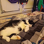 Prince joined the competition — help win amazing prizes! cat, sleeping, bed, blanket, comforter, black_and_white, indoor, feline, resting, fur, paw, cozy, domestic_animal, household, furniture, textile, relaxation, cute, animal, pet