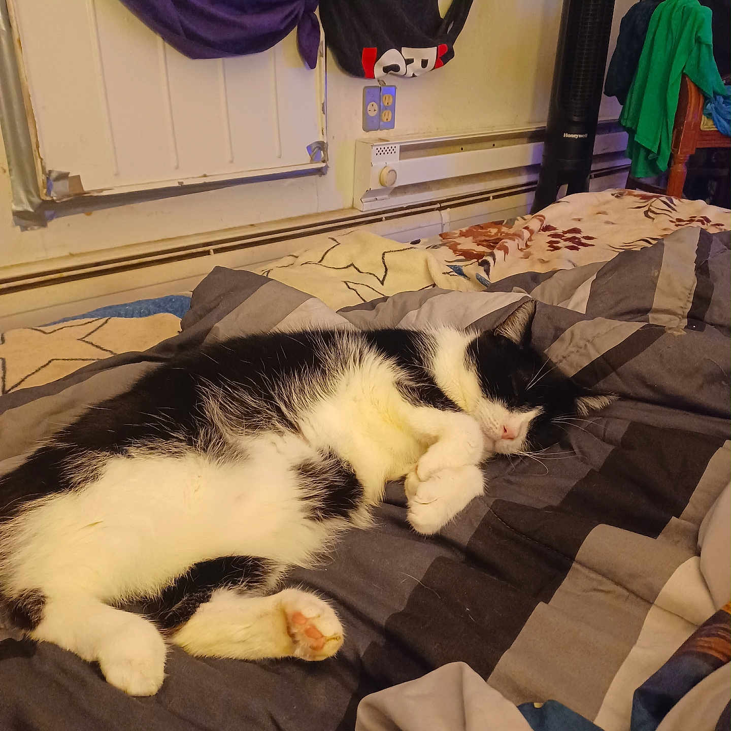 Prince joined the competition — help win amazing prizes! animal, bed, black_and_white, blanket, cat, comforter, cozy, cute, domestic_animal, feline, fur, furniture, household, indoor, paw, pet, relaxation, resting, sleeping, textile