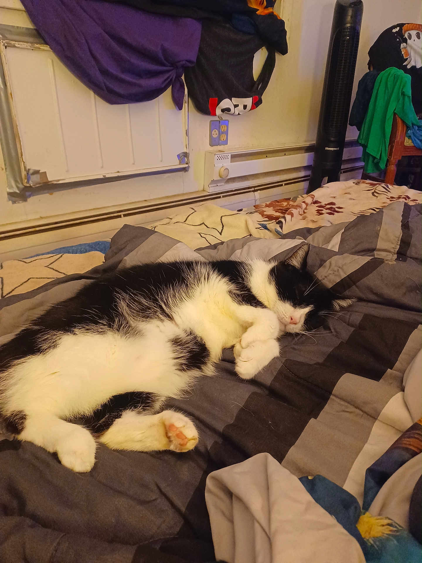 Prince joined the competition — help win amazing prizes! cat, sleeping, bed, blanket, comforter, black_and_white, indoor, feline, resting, fur, paw, cozy, domestic_animal, household, furniture, textile, relaxation, cute, animal, pet