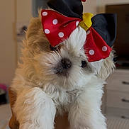 Miley Mae joined the competition — help win amazing prizes! puppy, dog, bow, polka_dot, white_fur, fluffy, cute, pet, indoor, hand, animal, adorable, close_up, small_dog, fur, face, nose, ears, portrait, domestic_animal