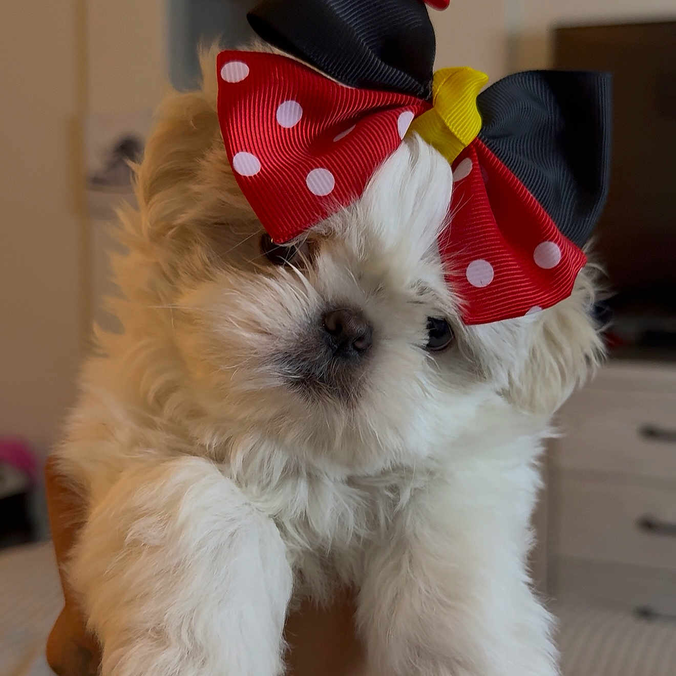Miley Mae joined the competition — help win amazing prizes! adorable, animal, bow, close_up, cute, dog, domestic_animal, ears, face, fluffy, fur, hand, indoor, nose, pet, polka_dot, portrait, puppy, small_dog, white_fur