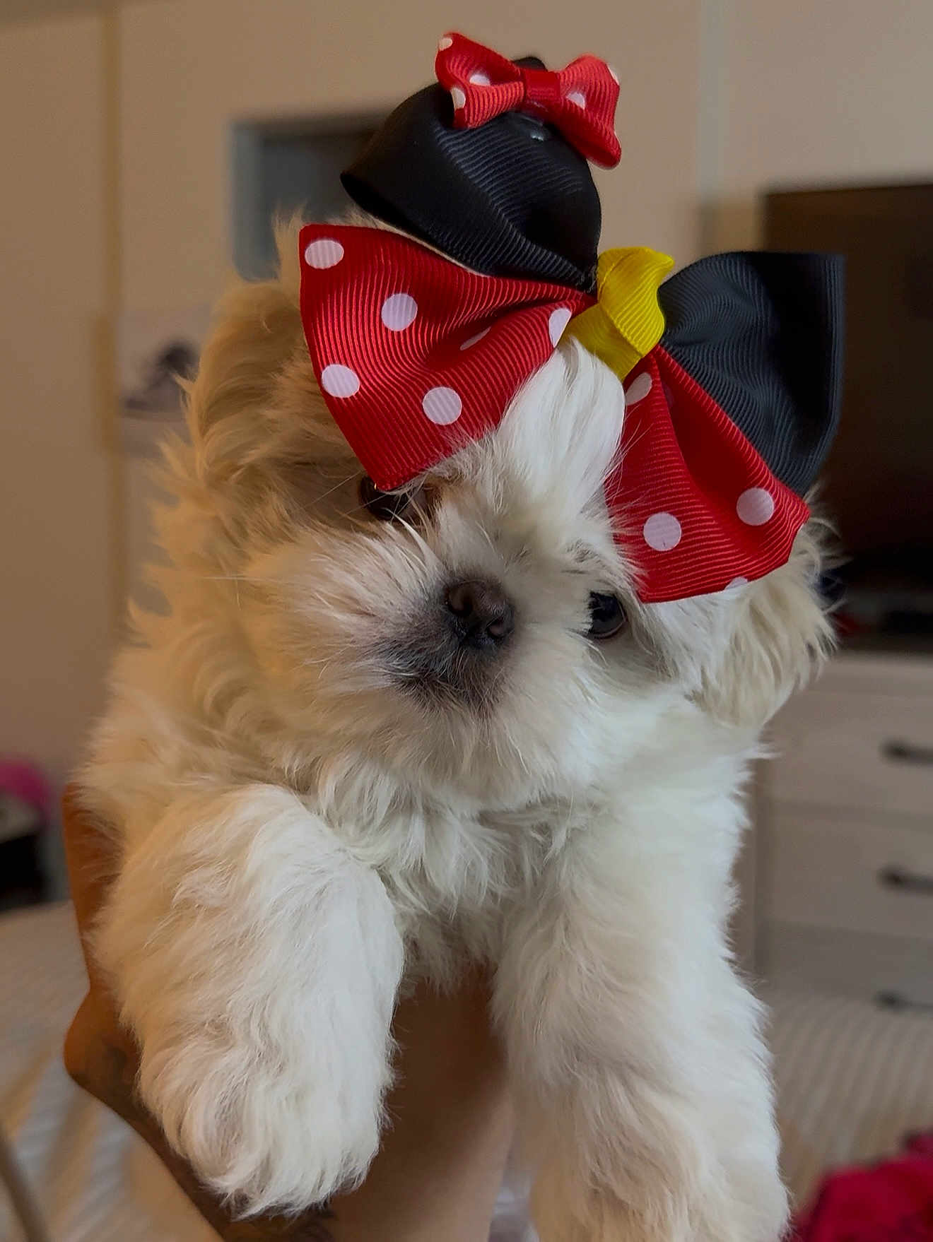 Miley Mae joined the competition — help win amazing prizes! puppy, dog, bow, polka_dot, white_fur, fluffy, cute, pet, indoor, hand, animal, adorable, close_up, small_dog, fur, face, nose, ears, portrait, domestic_animal
