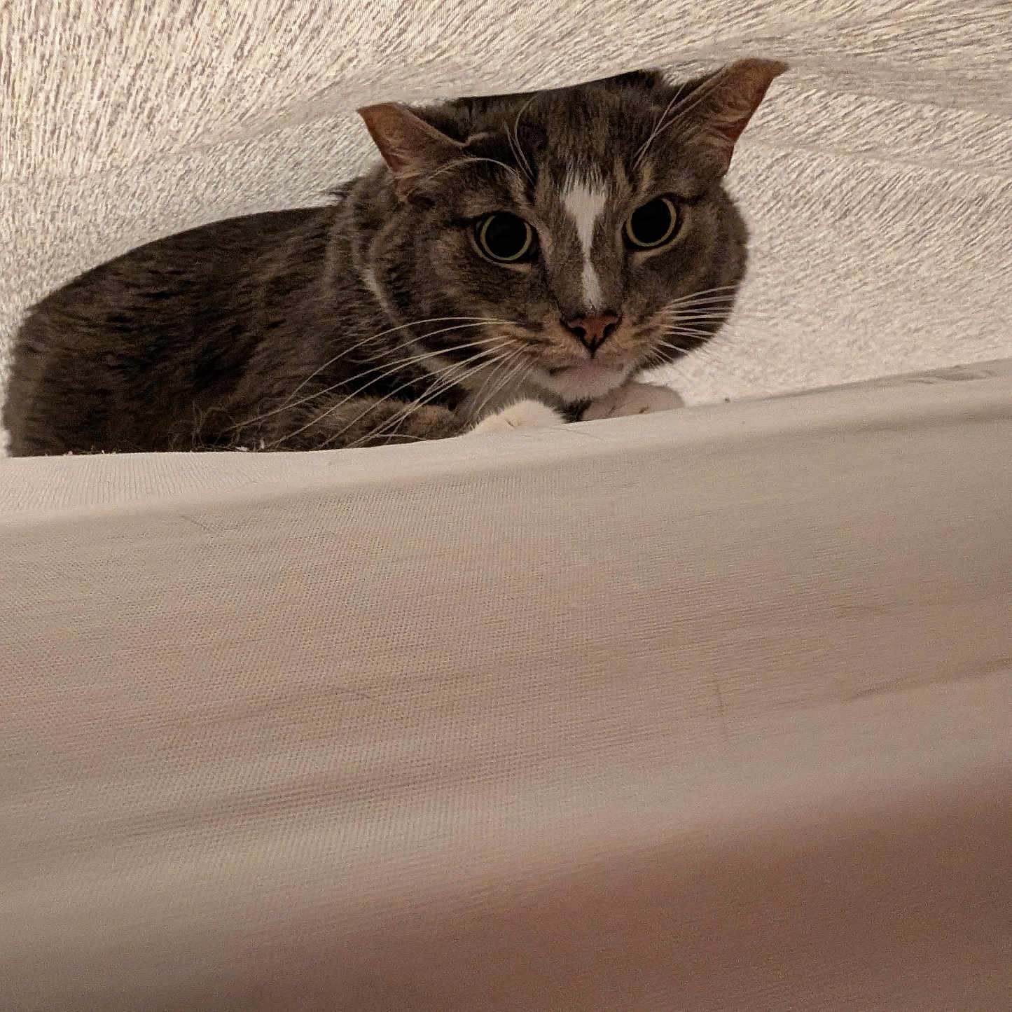 Apollo