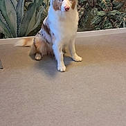 Ayko a rejoint le concours — aidez-le/la à gagner de superbes lots ! dog, indoor, sitting, floor, wallpaper, greenery, leafy, background, pet, animal, canine, fur, cute, eyes, calm, room, domestic, companion, quiet, decor