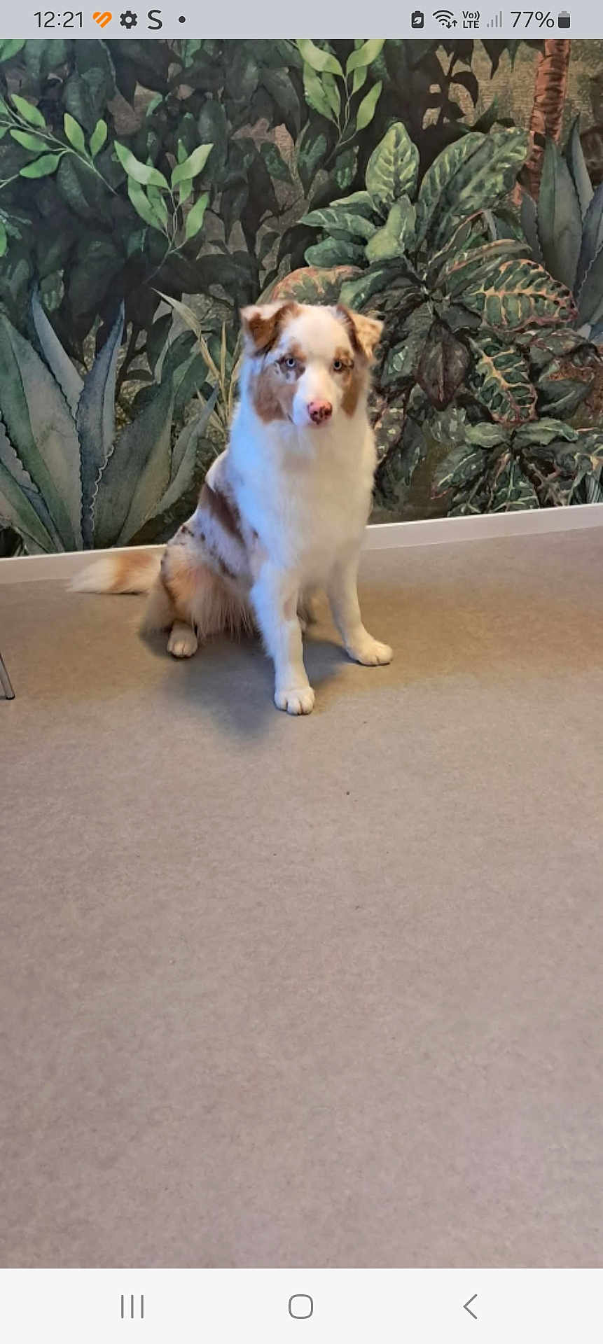 Ayko a rejoint le concours — aidez-le/la à gagner de superbes lots ! dog, indoor, sitting, floor, wallpaper, greenery, leafy, background, pet, animal, canine, fur, cute, eyes, calm, room, domestic, companion, quiet, decor