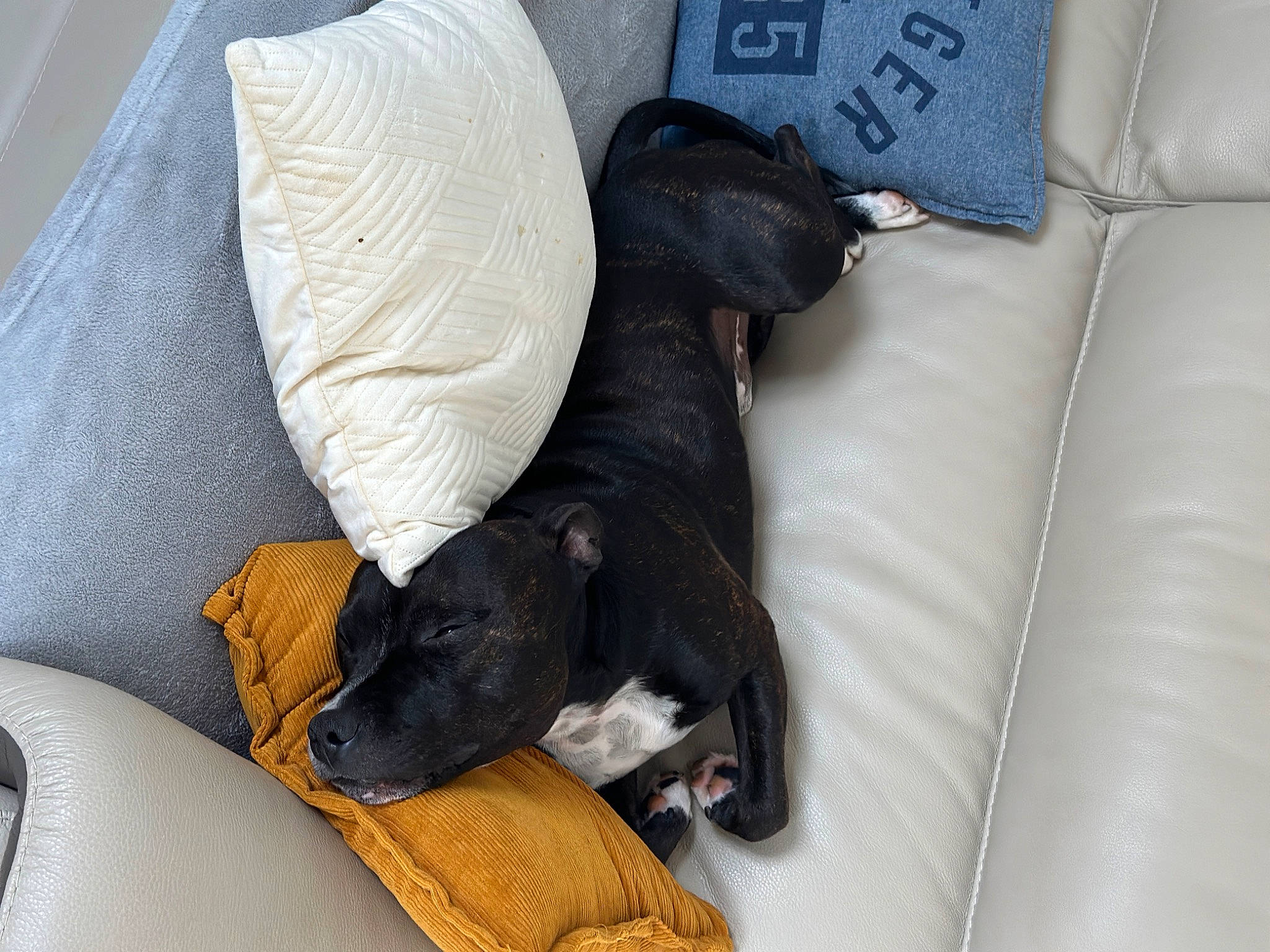 Oslow a rejoint le concours — aidez-le/la à gagner de superbes lots ! canidae, carnivore, comfort, companion_dog, couch, dog, dog_breed, dog_supply, fawn, felidae, grey, linens, nap, pet_supply, small_to_medium_sized_cats, snout, sporting_group, tail, toy_dog, working_animal