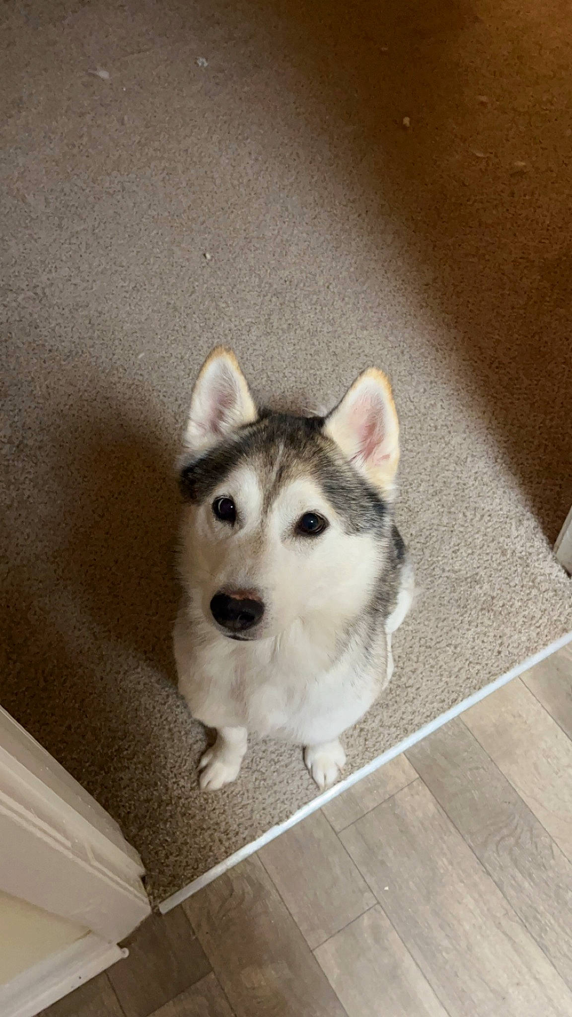 Sam joined the competition — help win amazing prizes! canidae, canis, carnivore, companion_dog, dog, dog_breed, fawn, flooring, fur, jaw, siberian_husky, sled_dog, snout, sporting_group, tail, whiskers, wildlife, wolf, wood, working_animal