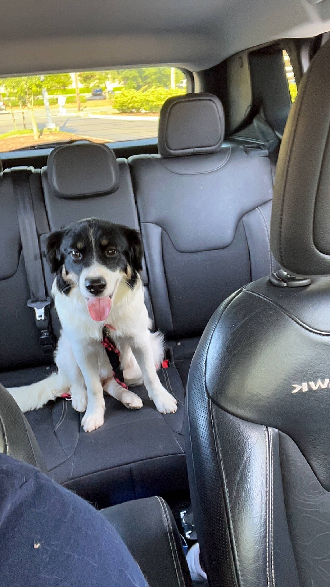Penny joined the competition — help win amazing prizes! auto_part, automotive_design, automotive_exterior, car, car_seat, car_seat_cover, carnivore, companion_dog, dog, dog_breed, head_restraint, mode_of_transport, motor_vehicle, personal_luxury_car, seat_belt, steering_part, vehicle, vehicle_door, white, window