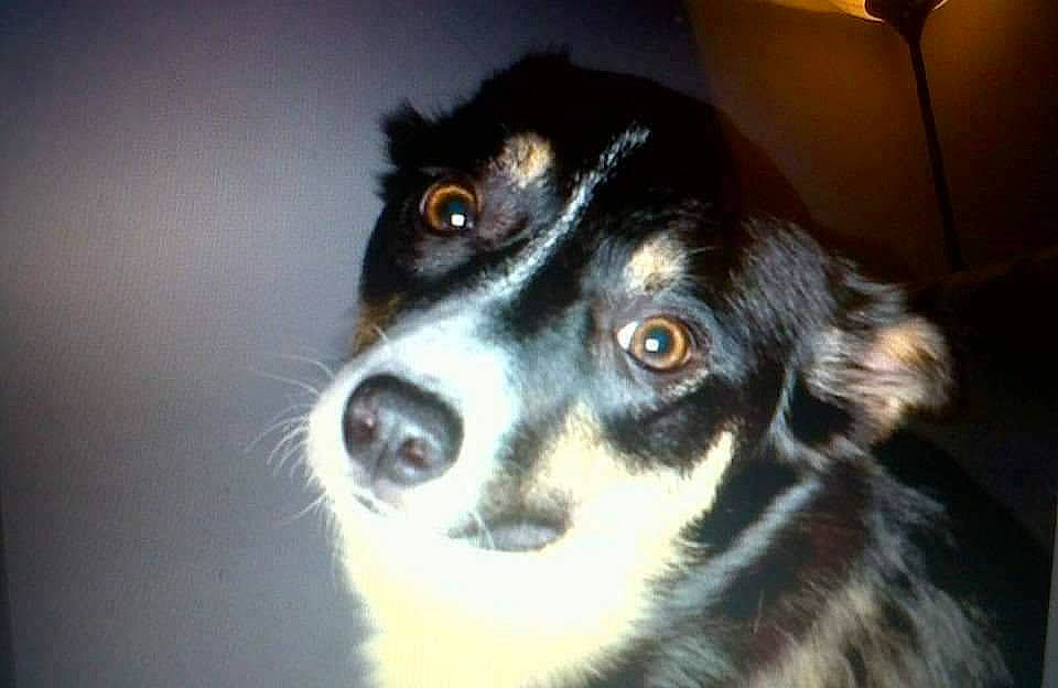 Milli is registered to the contest to win money with this photo: canidae, carnivore, companion_dog, dog, dog_breed, fur, herding_dog, light_fixture, puppy, snout, sporting_group, terrestrial_animal, whiskers, working_dog