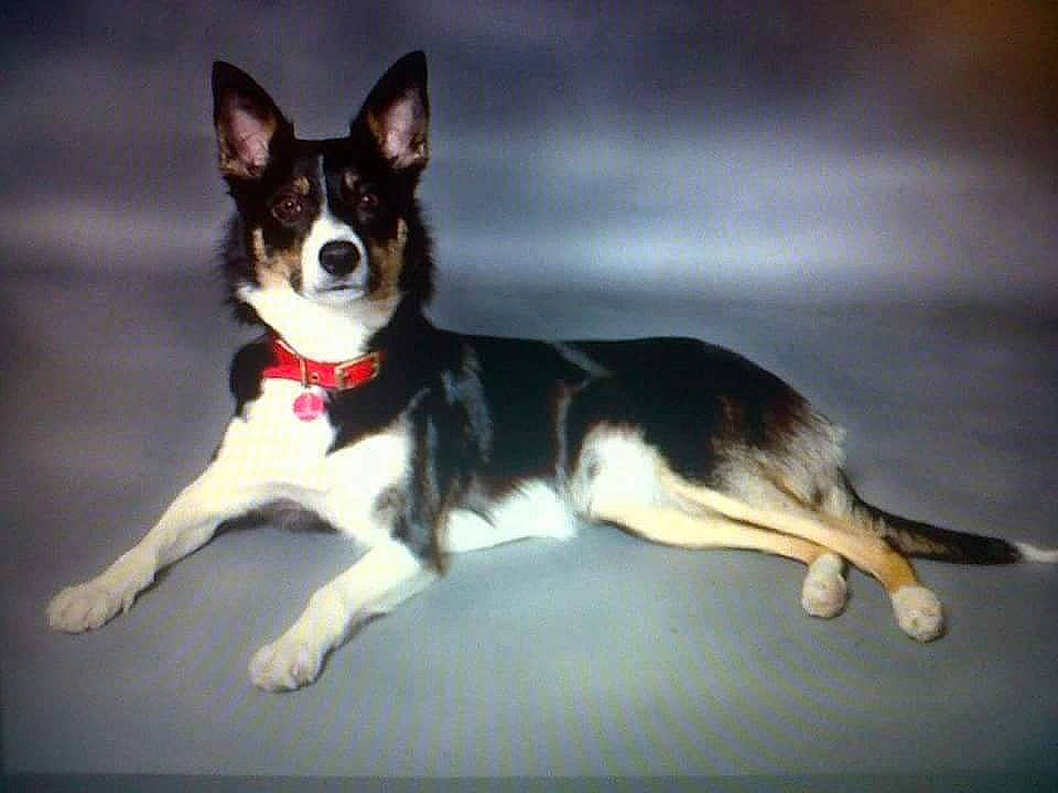 Milli joined the competition — help win amazing prizes! ancient_dog_breeds, art, balance, canidae, carnivore, collar, companion_dog, dog, dog_breed, dog_supply, door, non_sporting_group, paw, snout, sporting_group, tail, terrestrial_animal, whiskers, working_animal, working_dog