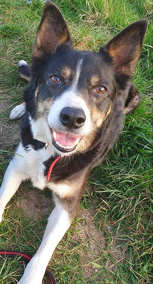 Milli joined the competition — help win amazing prizes! adventure, art, canidae, carnivore, collar, companion_dog, dog, dog_breed, grass, herding_dog, plant, recreation, sporting_group, terrestrial_animal, working_animal, working_dog