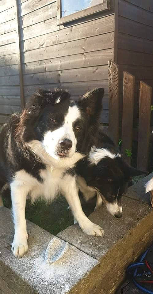 Kyla joined the competition — help win amazing prizes! australian_collie, border_collie, canidae, carnivore, companion_dog, dog, dog_breed, fur, herding_dog, non_sporting_group, snout, sporting_group, terrestrial_animal, working_animal, working_dog