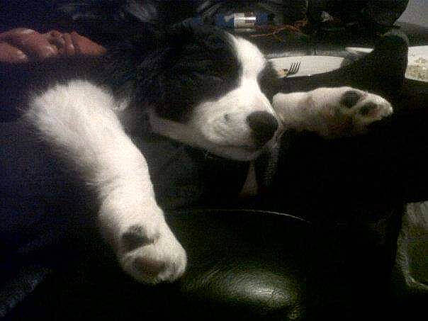 Kyla joined the competition — help win amazing prizes! bored, carnivore, comfort, companion_dog, darkness, dog, dog_breed, fur, nap, non_sporting_group, paw, sporting_group, square, tail, terrestrial_animal, tints_and_shades, whiskers, working_animal