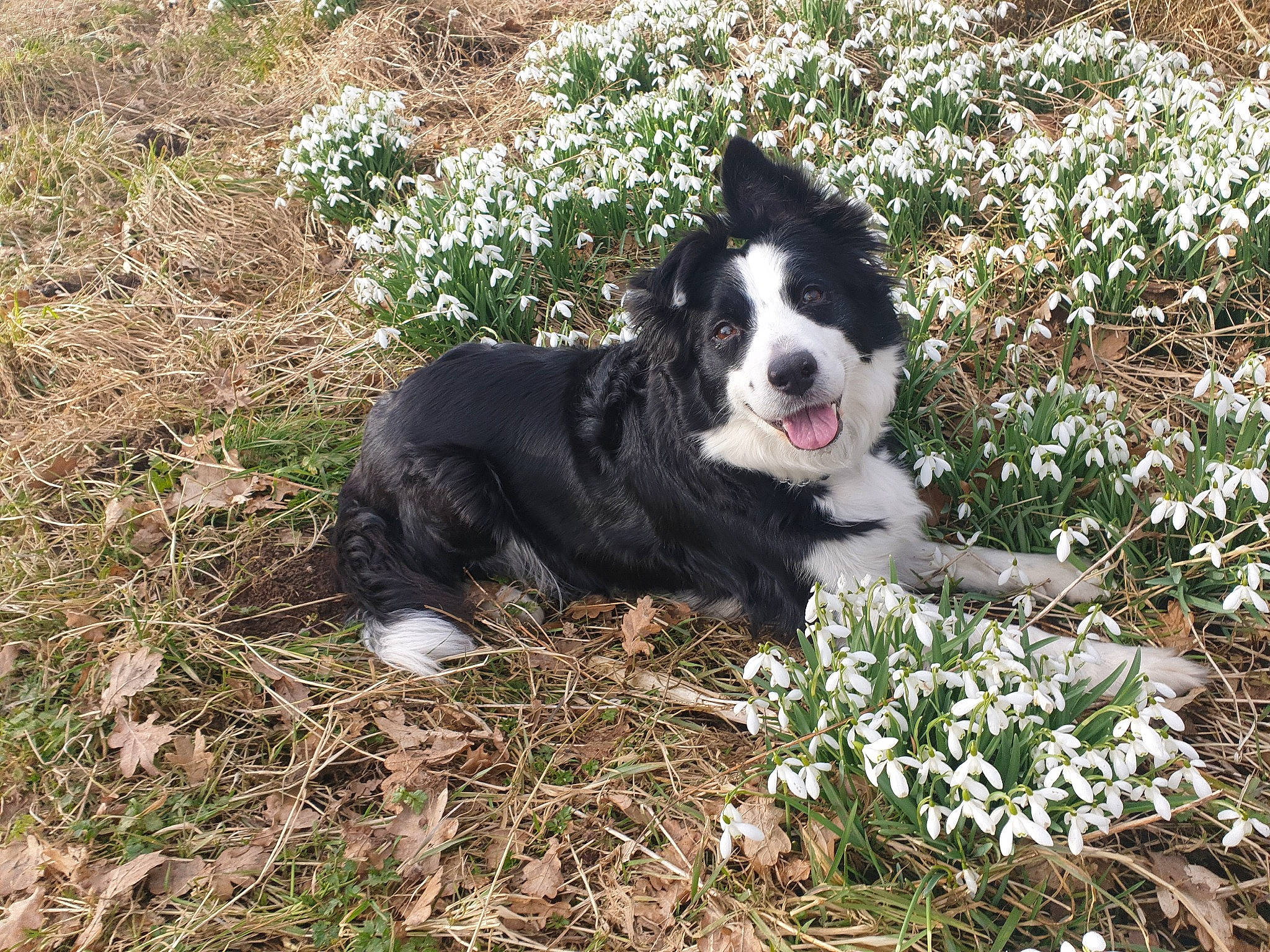 Kyla joined the competition — help win amazing prizes! border_collie, canidae, carnivore, companion_dog, dog, dog_breed, flower, grass, groundcover, herding_dog, non_sporting_group, plant, snout, soil, sporting_group, terrestrial_animal, tree, working_animal, working_dog