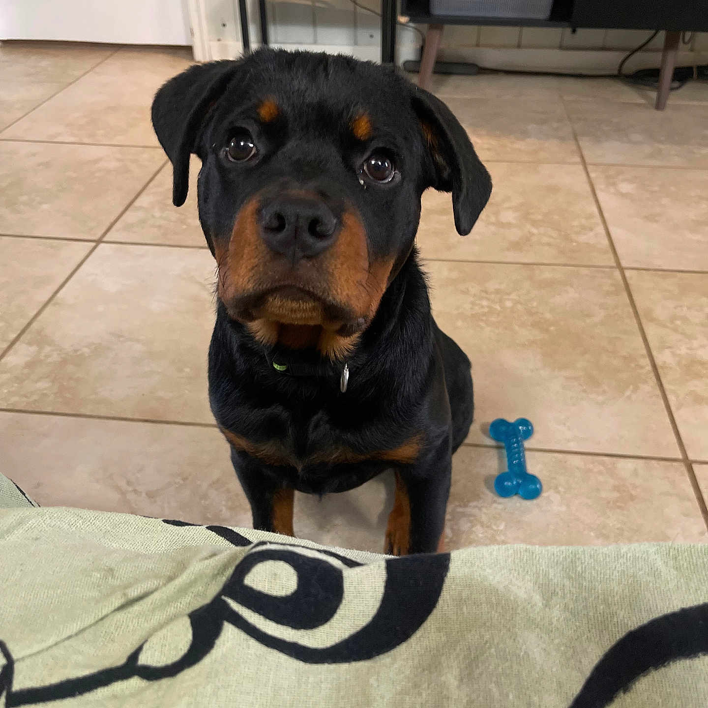 Frankie joined the competition — help win amazing prizes! animal, black, blue_toy, brown, collar, cute, dog, ears, expression, floor, furniture, indoor, looking_up, pet, puppy, rottweiler, sitting, tile, toy, waiting