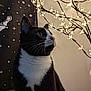 Luna is registered to the contest to win money with this photo: cat, tuxedo_cat, indoor, decorative_lights, flower_lights, black_and_white, whiskers, portrait, animal, feline, curious, background, wall, branch, soft_lighting, cozy, closeup, ears, nose, eyes