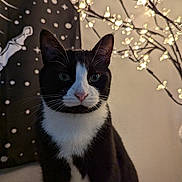 Luna is registered to the contest to win money with this photo: cat, tuxedo_cat, black_and_white, pet, animal, indoor, portrait, whiskers, ears, eyes, nose, fur, cute, feline, decor, lights, background, wall, home, cozy
