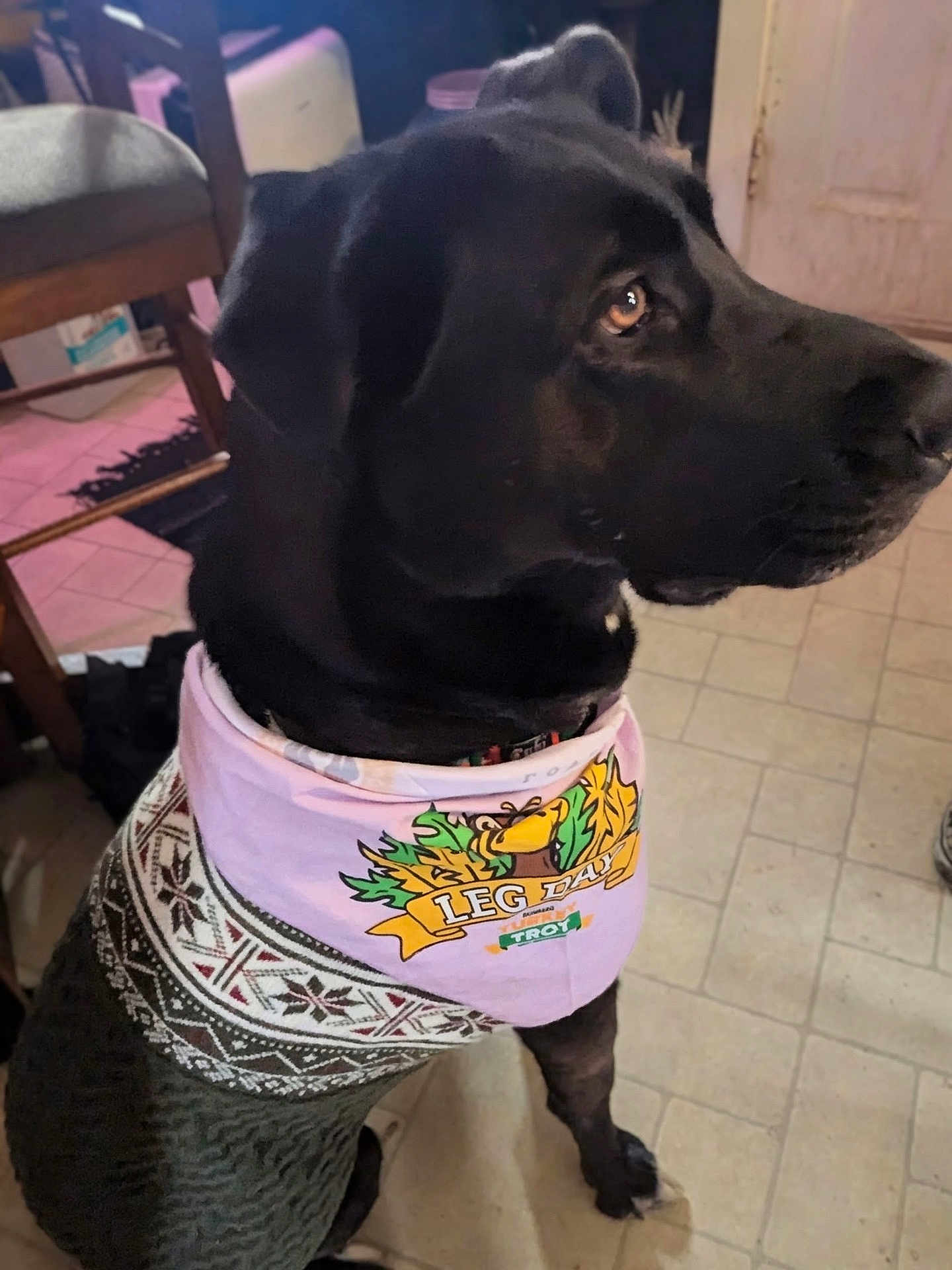 Rubi joined the competition — help win amazing prizes! dog, black_dog, bandana, sweater, indoor, floor, tile_floor, pet, animal, clothing, seated, side_view, furniture, chair, decor, household, cute, portrait, domestic, calm