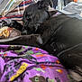 dog, black_dog, sleeping, blanket, purple_blanket, patterned_blanket, towel, striped_towel, clothing, hat, indoors, resting, pet, cozy, fur, animal, napping, domestic, relaxed, comfort