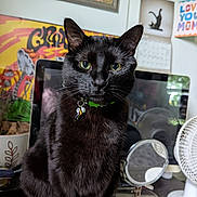Frankenstein is registered to the contest to win money with this photo: black_cat, cat, pet, animal, indoor, collar, charm, computer, keyboard, desk, mirror, fan, calendar, wall_art, plant_pot, green_eyes, feline, close_up, portrait, domestic_cat