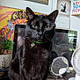 black_cat, cat, pet, animal, indoor, collar, charm, computer, keyboard, desk, mirror, fan, calendar, wall_art, plant_pot, green_eyes, feline, close_up, portrait, domestic_cat