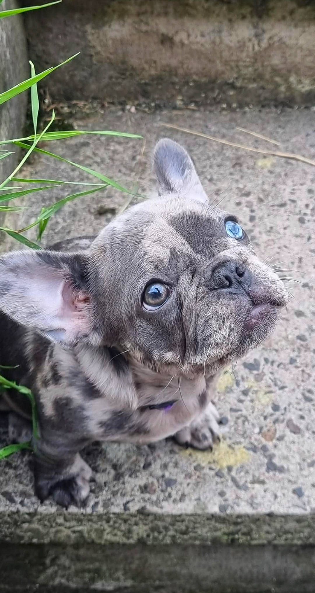 Dior joined the competition — help win amazing prizes! bulldog, carnivore, close_up, collar, companion_dog, dog, dog_breed, dog_collar, ear, fawn, grass, plant, snout, soil, sporting_group, terrestrial_animal, toy_dog, whiskers, working_animal, wrinkle