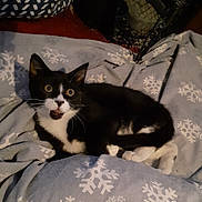 Betty Boop joined the competition — help win amazing prizes! cat, black_and_white, pet, animal, fur, whiskers, blanket, snowflake_pattern, indoor, cozy, cute, wide_eyes, resting, fur_pattern, paw, domestic_cat, feline, lying_down, surprised_expression, soft_texture