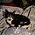 Betty Boop