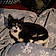 Betty Boop