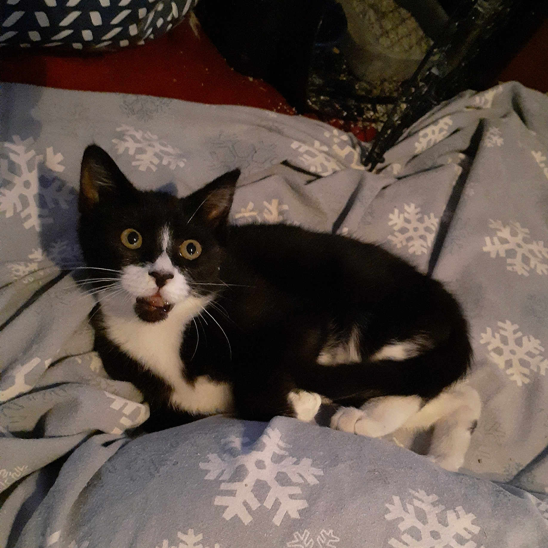 Betty Boop