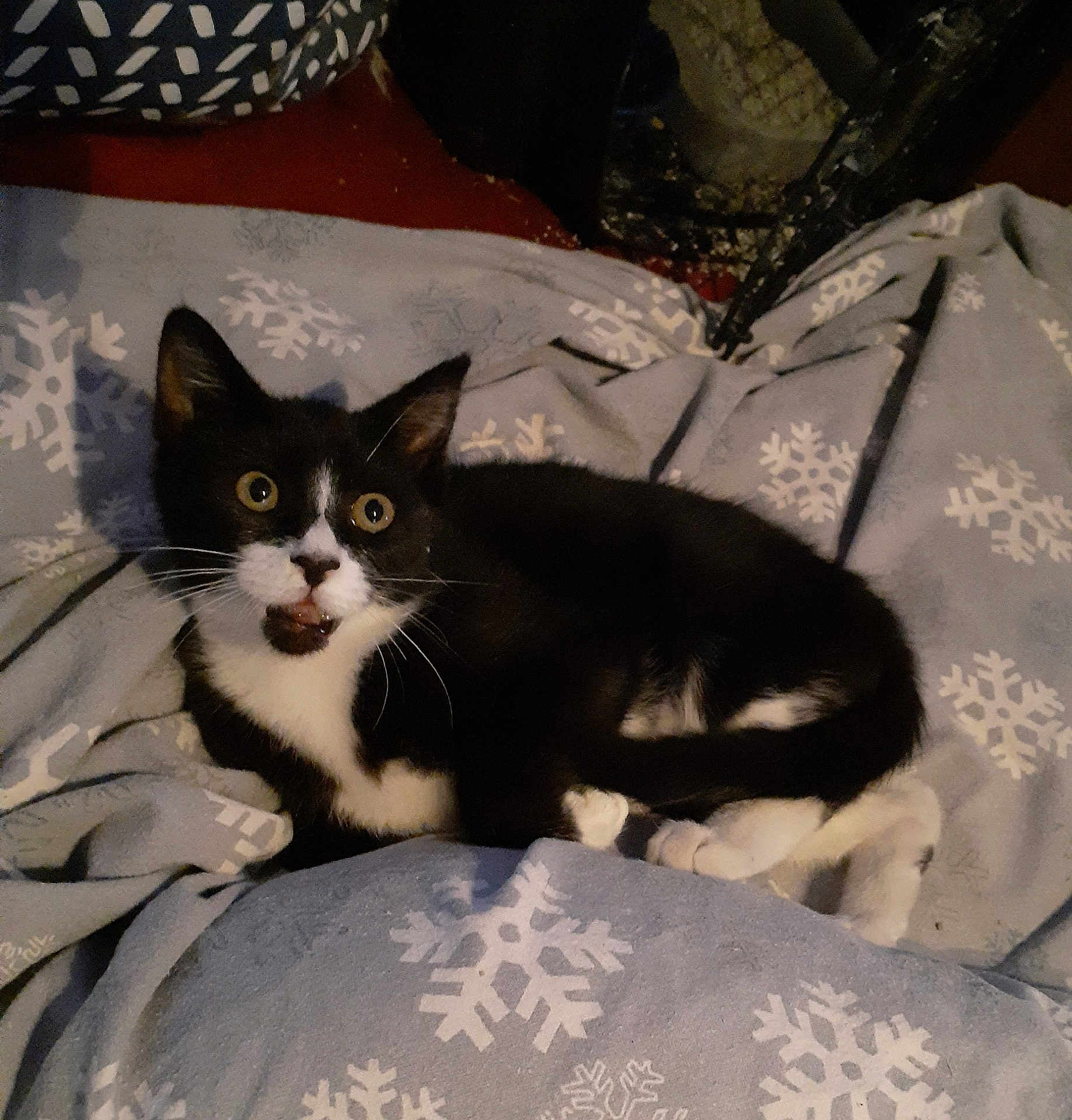 Betty Boop joined the competition — help win amazing prizes! cat, black_and_white, pet, animal, fur, whiskers, blanket, snowflake_pattern, indoor, cozy, cute, wide_eyes, resting, fur_pattern, paw, domestic_cat, feline, lying_down, surprised_expression, soft_texture
