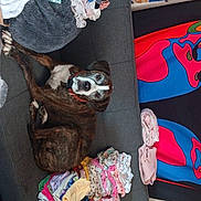 Sadie is registered to the contest to win money with this photo: animal, blanket, brown, clothing, colorful, couch, dog, domestic, fabric, floor, folded_clothes, furniture, home, indoor, interior, pattern, pet, relaxed, tapestry, white