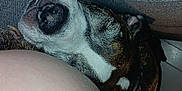 Sadie joined the competition — help win amazing prizes! dog, snout, nose, fur, sleeping, resting, collar, cushion, fabric, closeup, indoor, relaxation, pet, animal, napping, texture, cozy, soft, brown, white